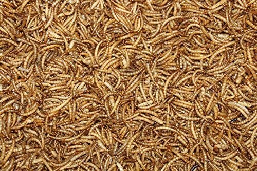 Tenebrione mugnaio larve della farina insetto