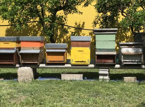 apicoltura