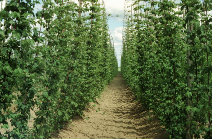 houblonnières - plantation de houblon luppolo