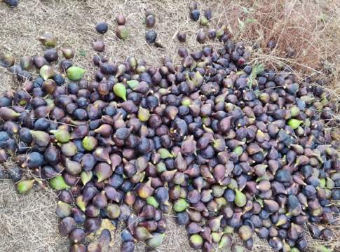 Puglia caldo africano