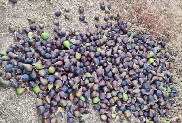 Puglia caldo africano
