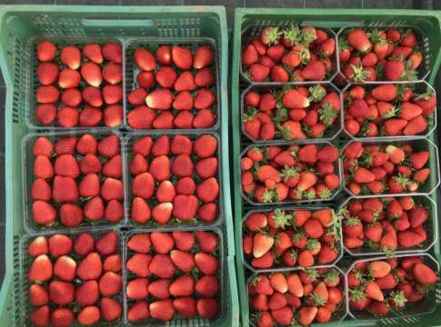 Ortofrutta all’ingrosso, salgono fragole e meloni ortofrutta