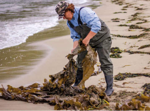 Dalle alghe un “mare”di vantaggi per le piante biostimolante per le piante