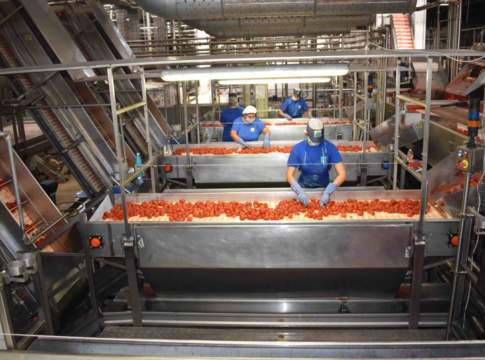 Campagna del pomodoro, Conserve Italia assume 1.300 stagionali pomodoro