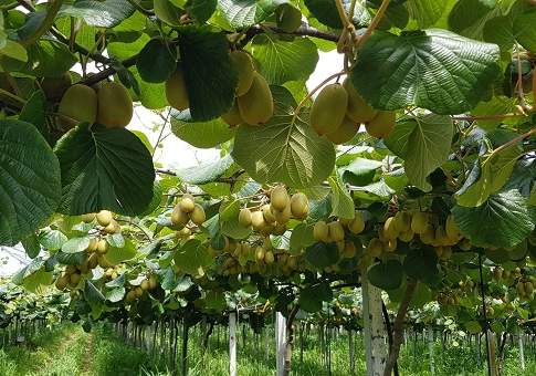 kiwi in puglia