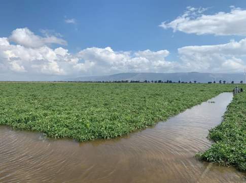 nord foggiano alluvione