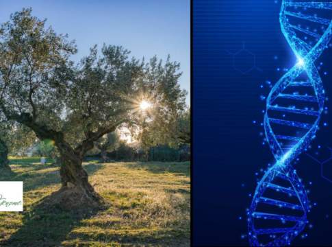Il genoma dell’olivo non ha più segreti