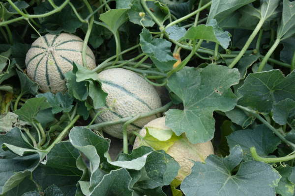 melone pieno campo