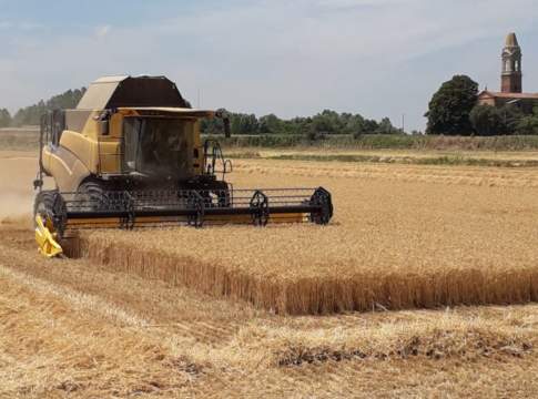 Grano duro, Ismea certifica il calo produttivo grano