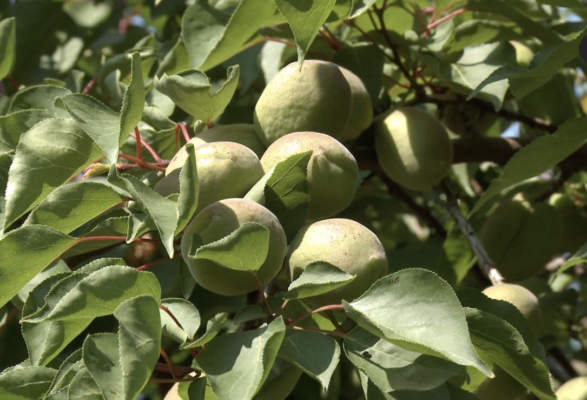 Fertilizzazione post raccolta