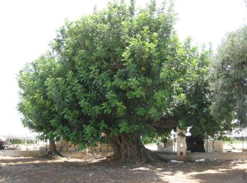 progetto cesira carrubo