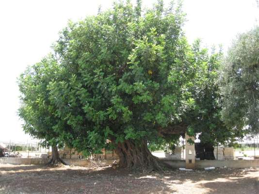 progetto cesira carrubo