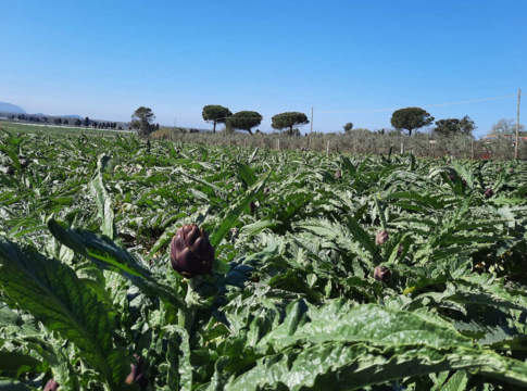 Capriccio, carciofo ibrido sempre più gettonato carciofo ibrido capriccio