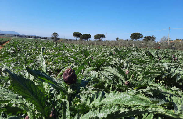 carciofo ibrido capriccio