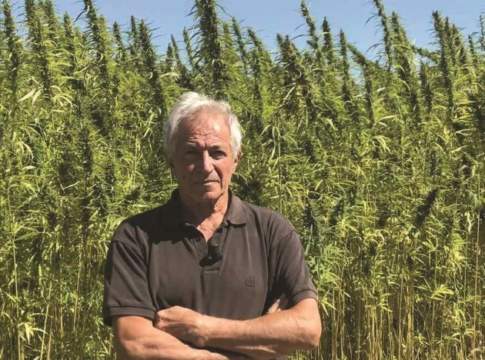 Croce (Federcanapa): «L’Italia si adegui alla linea europea sulla canapa light»