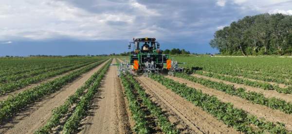 pomodoro da industria