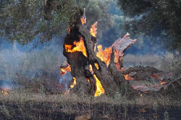salento paesaggio agricolo