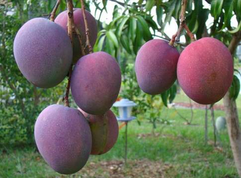 puglia colture tropicali