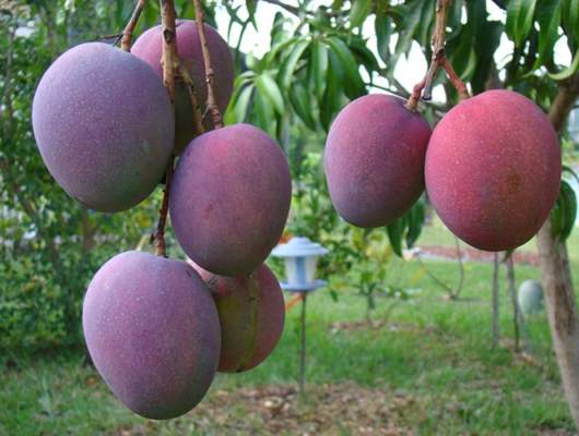 puglia colture tropicali