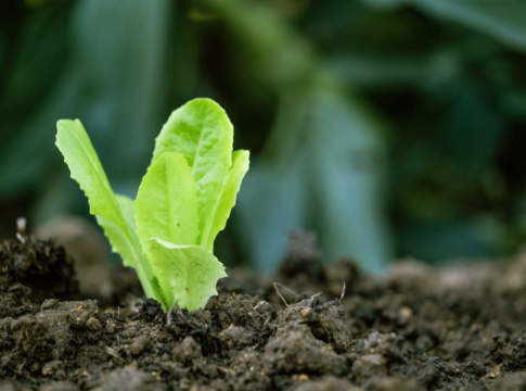 L’innovazione in orticoltura passa dai biostimolanti lattuga