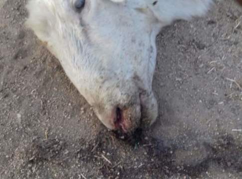 Blue tongue in Sardegna, in arrivo 2,5 milioni di ristori per gli allevatori blue tongue