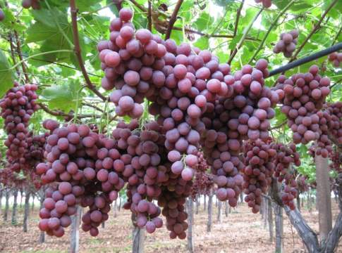 cia puglia uva tavola