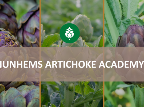 Nunhems Artichoke Academy, l’accademia digitale sul carciofo di Basf nunhems artichoke academy