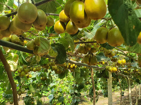 biostimolante cropmax