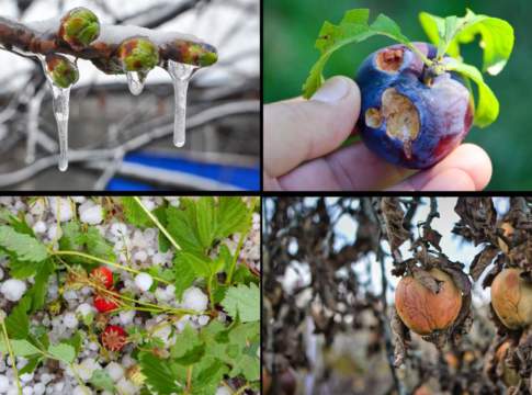 Crisi ortofrutta, prevenire è meglio che assicurare difesa attiva