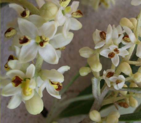 dimensione frutto ulivo