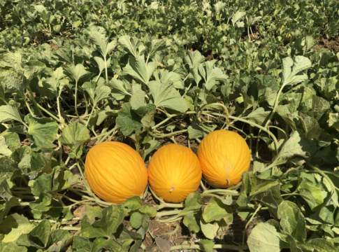 perfomance melone rubial