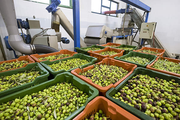 raffreddamento olive