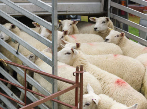 Blue tongue in Sardegna, esame della Pcr obbligatorio su tutta l’Isola blue tongue
