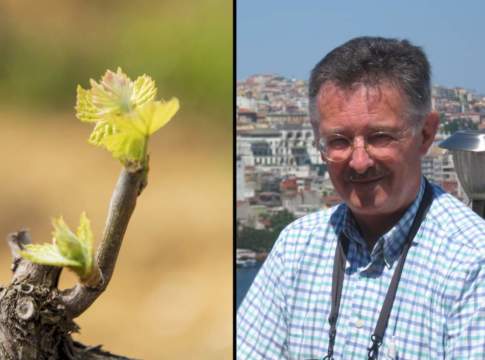 Guai a bloccare la storia evolutiva della vite Raffaele Testolin