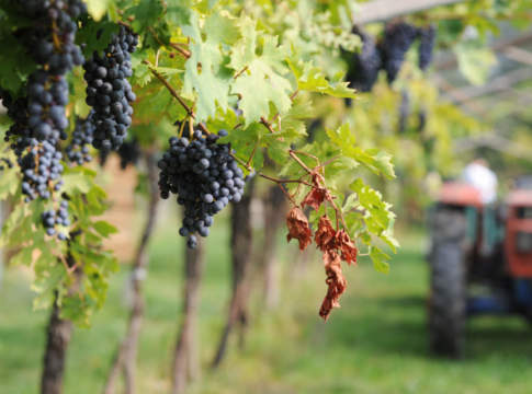 Le tecniche anti climate change salvano la vendemmia cambiamenti climatici vendemmia