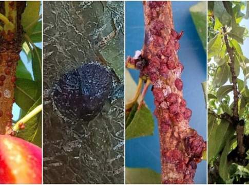 cocciniglia corniolo pesco