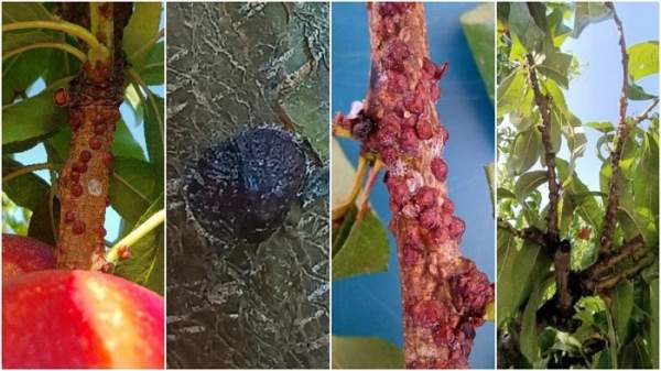 cocciniglia corniolo pesco