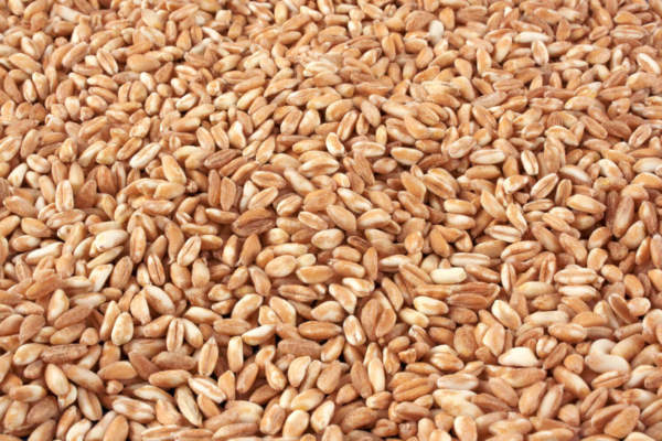 innovazione sementiera