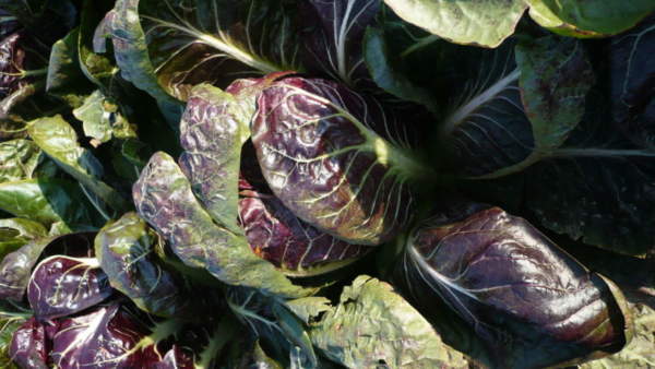 radicchio