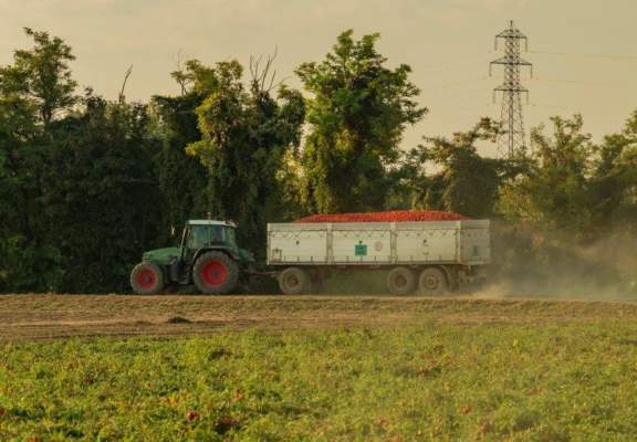 pomodoro da industria