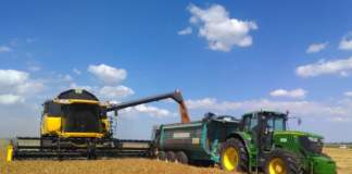grano