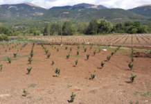 progetto corilus
