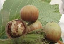 Nocciola Tonda Calabrese, dalla qualità valore aggiunto per il territorio Nocciola Tonda Calabrese
