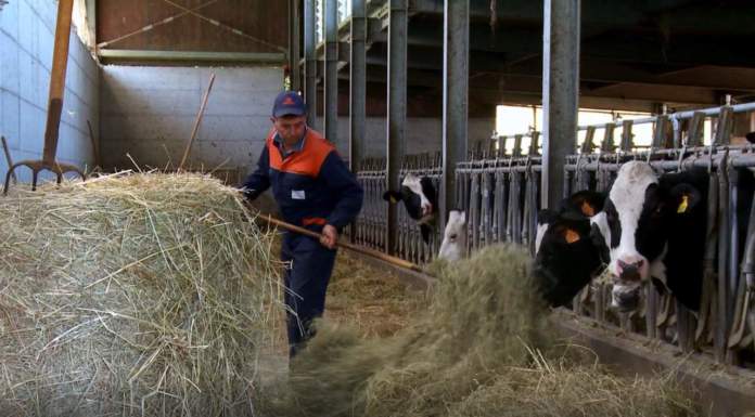 alimentazione zootecnica