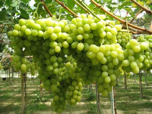 Uva da tavola Puglia