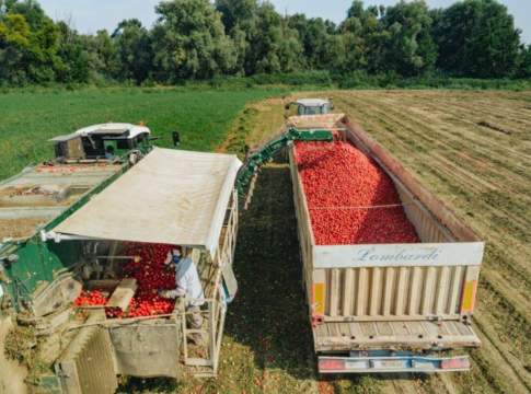 Pomodoro da industria, in Emilia è allarme costi di produzione pomodoro da industria