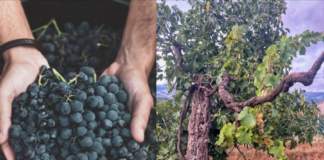 Lazio, via libera alla nuova legge sulle Strade del vino e dell’olio