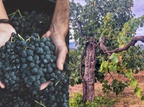 Lazio, via libera alla nuova legge sulle Strade del vino e dell’olio