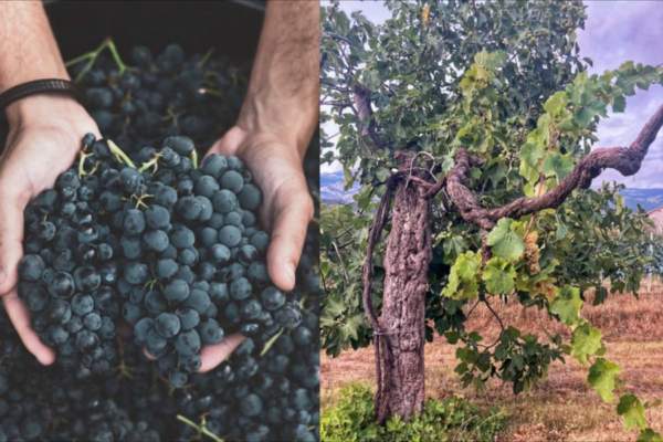 Lazio, via libera alla nuova legge sulle Strade del vino e dell’olio