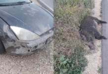 emergenza cinghiali puglia deliberazione